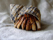 pet land hermit crab