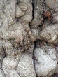 tree bark
