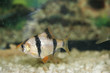 poisson0003
