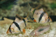 poisson0007