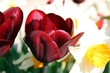 blumen