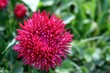 lila blume