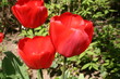 rote tulpen