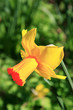 narcissus (jetfire)