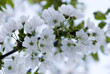 blüte