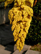 fiore di palma