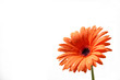 fiore rosso con gocce