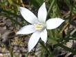 blume