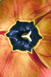 coeur noir de tulipe