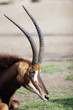antelope