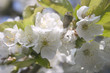 fleurs de pommier