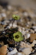 arctic poppy