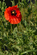 papavero di primavera