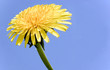 pissenlit jaune