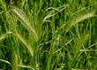 spiga di primavera
