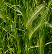 spighe primaverili