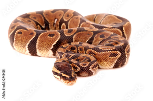 royal python