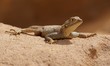 agama agama, l'agame des colons