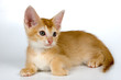 kitten in studio