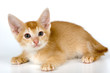kitten in studio