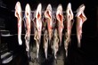 fische im räucherofen fische im räucherofen