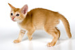 kitten in studio