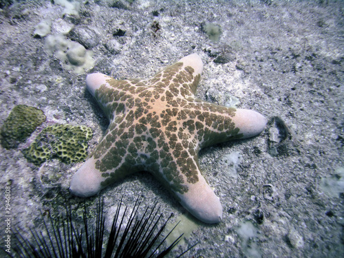 starfish