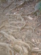 roots