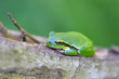 green frog
