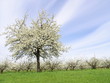 cherry orchard cherry orchard