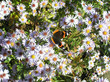 spring beauty
