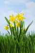 yellow daffodils