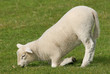 lamb kneeling
