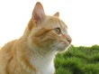 cat in the grass