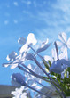 blue flowers