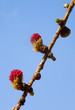 larch