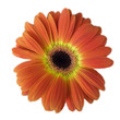 gerbera soleil gerbera soleil