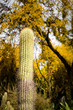 Saguaro Cactus with Yellow Flowering Trees