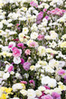 a carpet of flowers