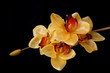 yellow orchids yellow orchids