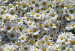 flower flower