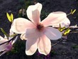pink flower of magnolia pink flower of magnolia