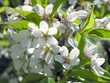 white flowers of decorative tree in park white flowers of decorative tree in park