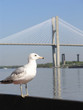 seagull & bridge 1