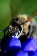 bienen-befruchtung bienen-befruchtung