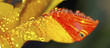 paysage , eau ,autre, fleur paysage , eau ,autre, fleur