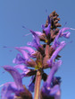 fiore di campo fiore di campo