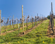 vineyard