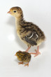 two chickens