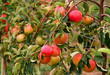 three sweet apple